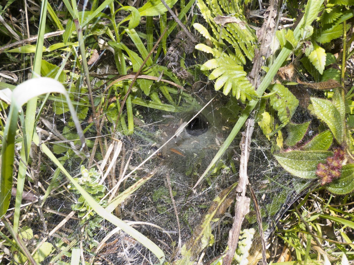 Aranha-de-funil (Funnel web spider)