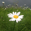 Oxeye Daisy