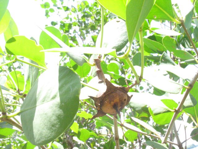 Mangrove Apple