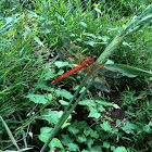 Needham's Skimmer dragonflies (males)