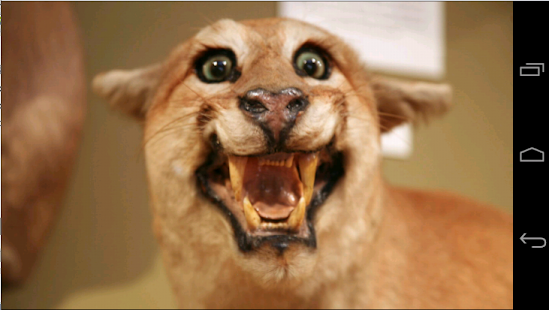 Free Download Angry Cougar APK for Android