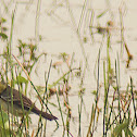 Citrine wagtail