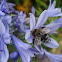 Large garden bumblebee ♀