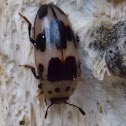 Four-spotted Fungus Beetle