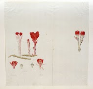 Cytinus sanguineus (Thunb.) Faurc.