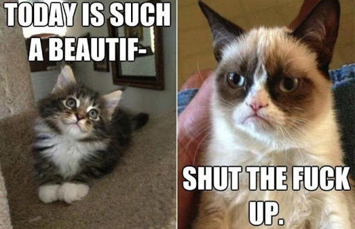 Talk With Grumpy Cat