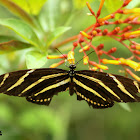 Zebra Longwing Butterfly