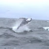 Humpback Whale (calf)