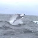 Humpback Whale (calf)