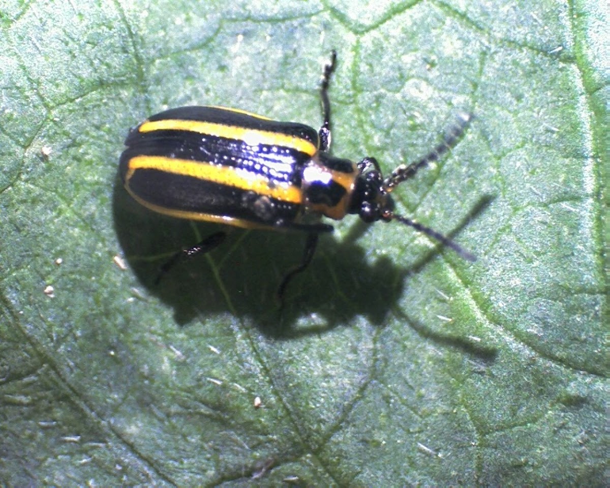 Tobacco slug beetle