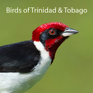 Birds of Trinidad and Tobago logo
