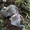 Baby mice