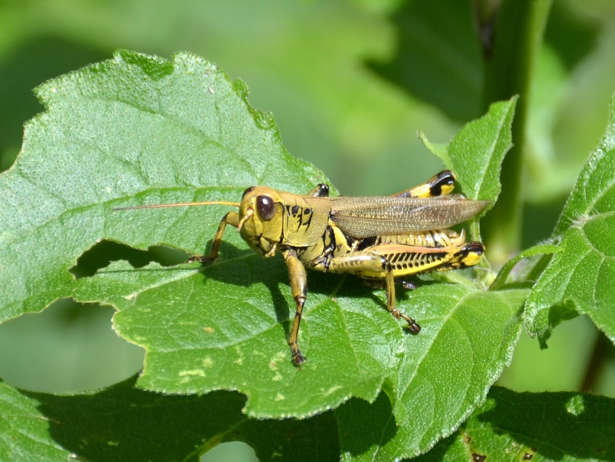 Differential Project Noah