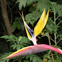 bird of paradise flower,