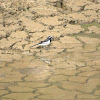 White-browed Wagtail