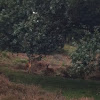 Roe deer