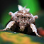 Brown Armylook Moth