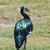 Spur-winged Goose