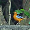 Red-capped Robin-chat