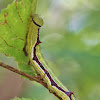 Double-lined Prominent