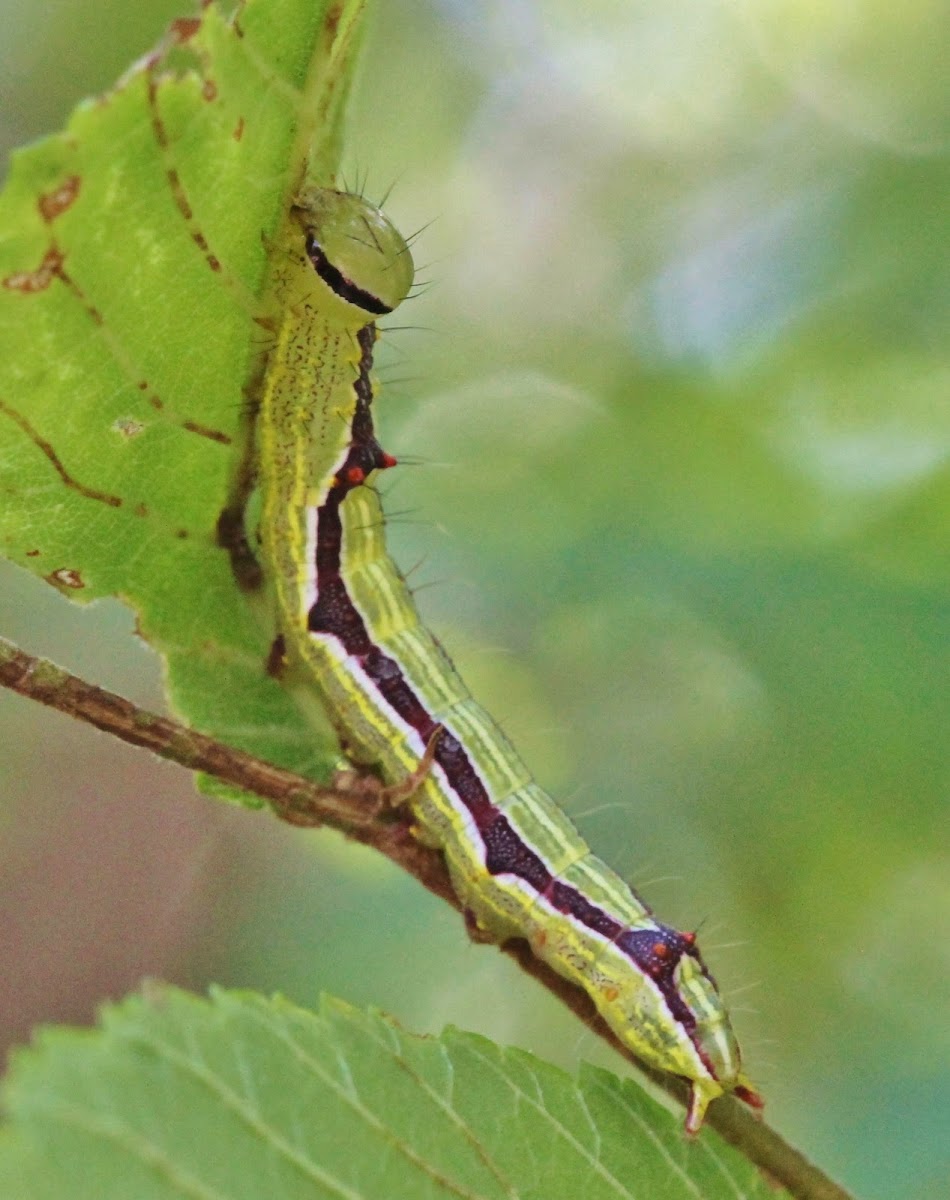 Double-lined Prominent