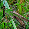 Northern Green-striped Grasshopper