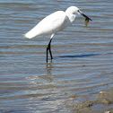 Little egret with fish