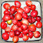 Natal plums (Carissa)