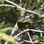 New Zealand Bellbird (Korimako)