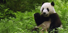 Cute Giant Panda HD Wallpapers APK