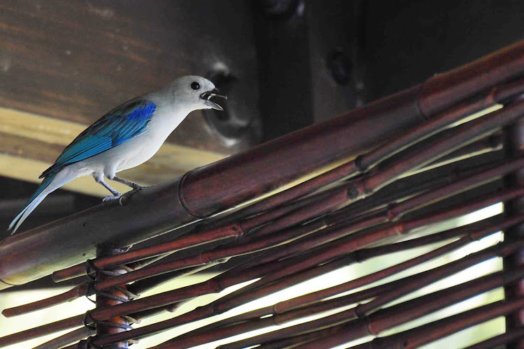Blue-grey Tanager near Quepos, Costa Rica