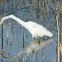 Great White Egret