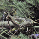 Green tree locust