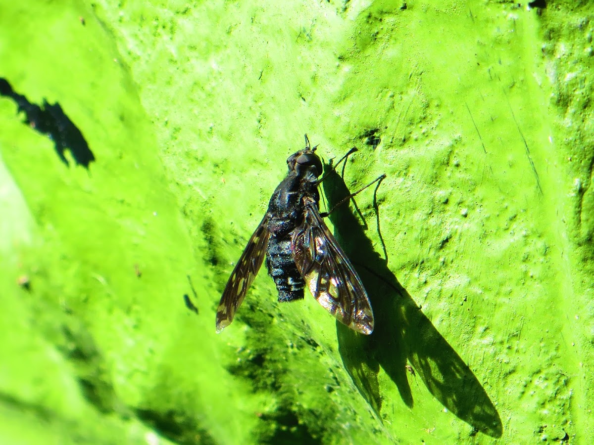 Tiger Bee Fly  (Xenox tigrinus)