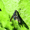 Tiger Bee Fly  (Xenox tigrinus)