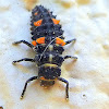 Covergent Lady Bug Larva