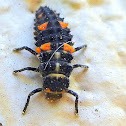 Covergent Lady Bug Larva