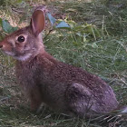 Eastern Cottontail kit