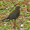 Common Blackbird (juvenile)