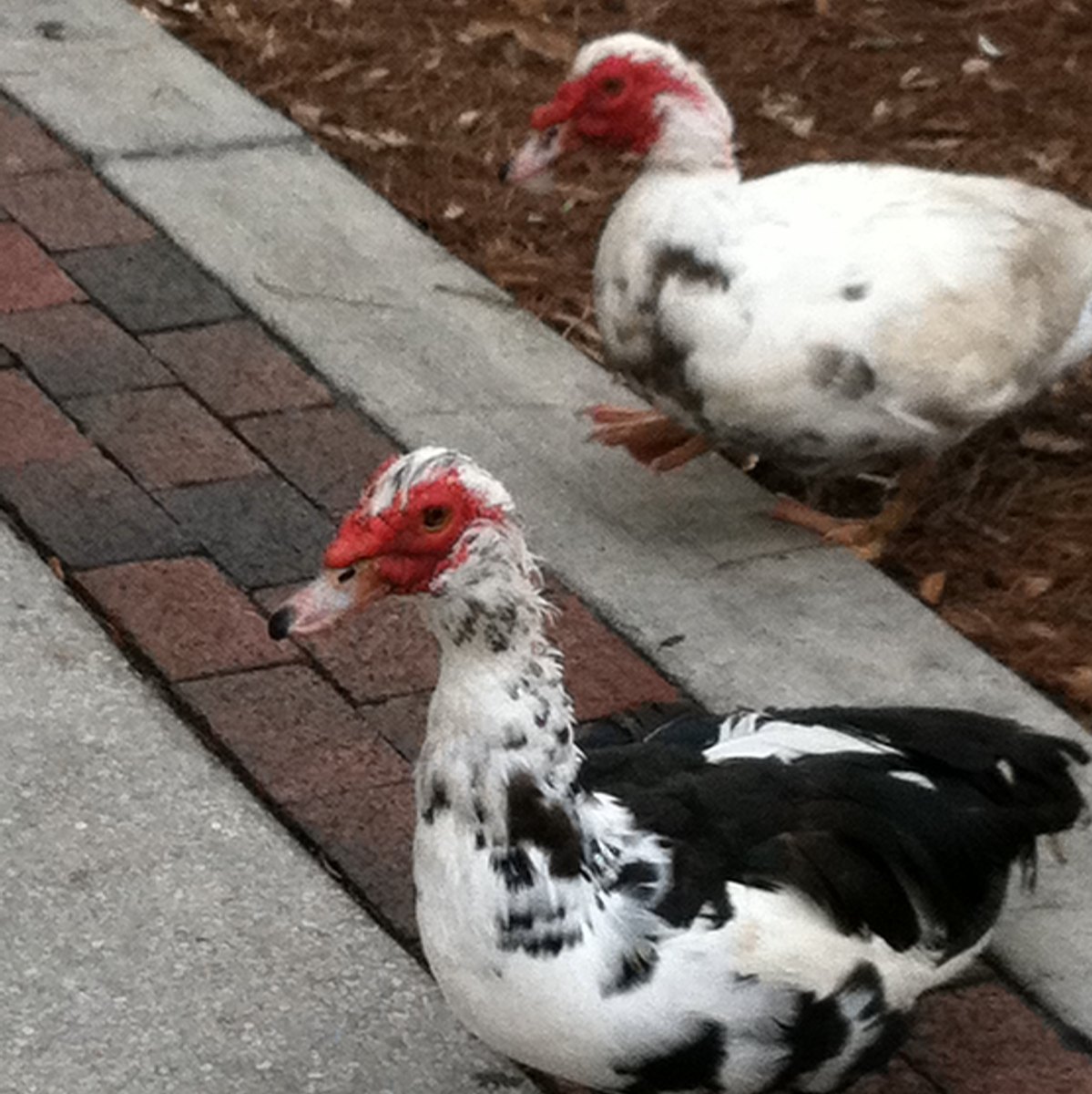 Muscovy duck