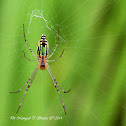 Black-Striped Orchard Spider