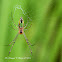 Black-Striped Orchard Spider