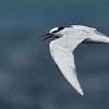 Black-naped Tern