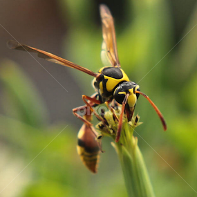 by Dadan Rivall - Animals Insects & Spiders