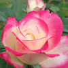 Rose hybrid "Love and Peace."