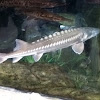 White Sturgeon