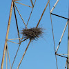 Great Blue Heron nests