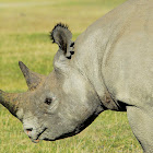 Black Rhino - Faru(Swahili)