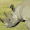 Black Rhino - Faru(Swahili)