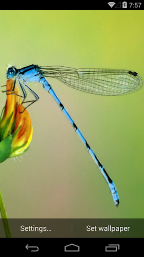 【免費個人化App】Dragonflies Live Wallpaper-APP點子